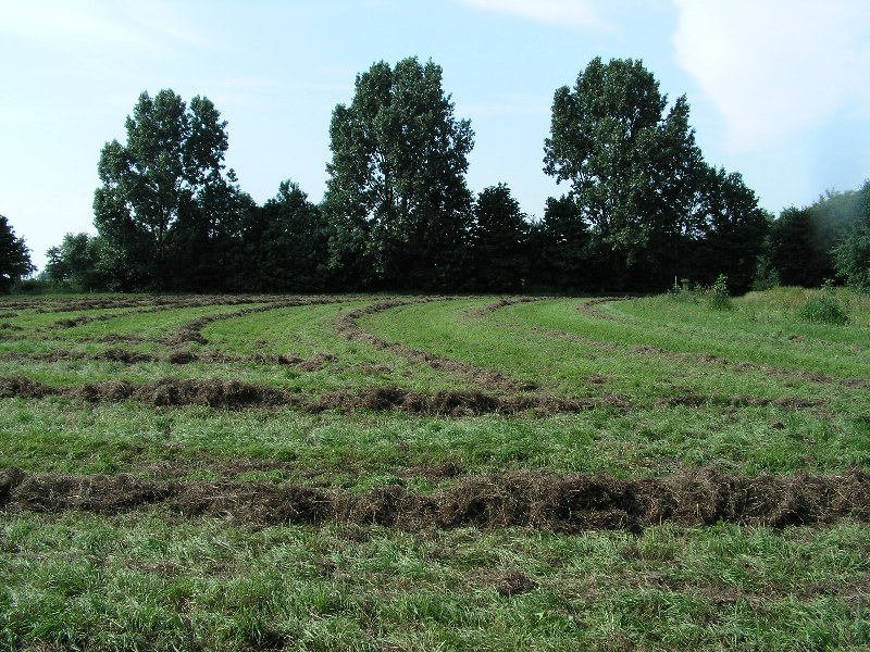 Hooi op zwaden geharkt