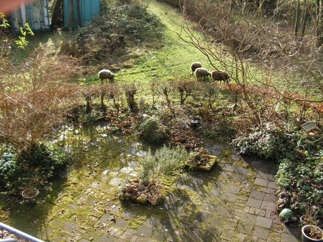 De schapen staan rond het terras