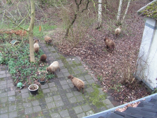 En ze staan ook op het terras...