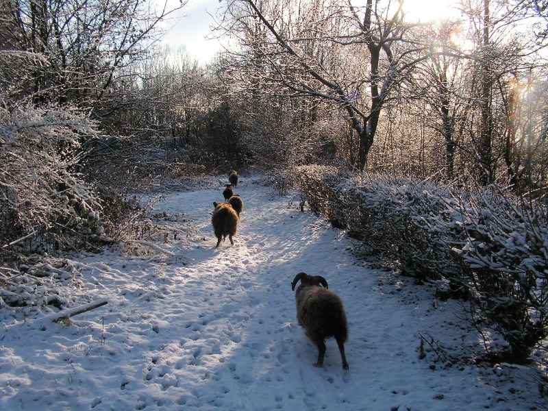 De schapen op het pad naar de paddenpoel.