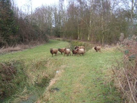 De herderin roept