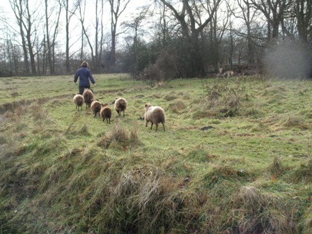 Follow the leader