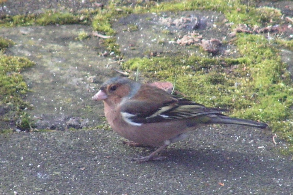 vink