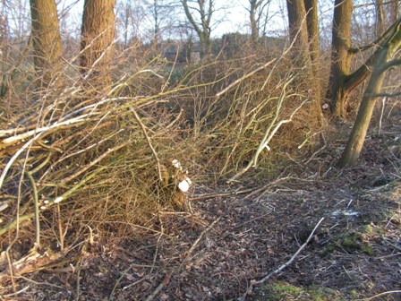 De takken gestapeld tussen de bomen