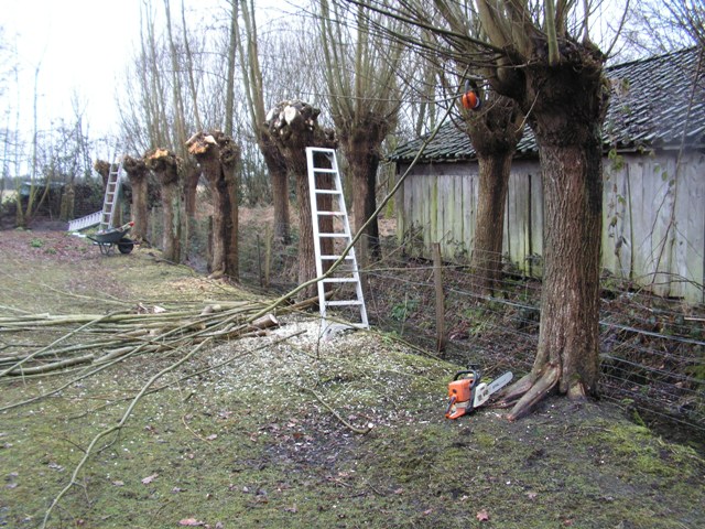De laatste knotwilgen