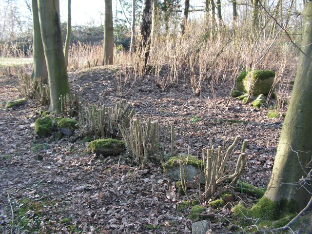 Rozenlaantje na de snoeibeurt van de liguster