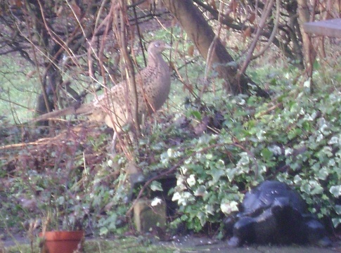 Fazantehen en schildpad