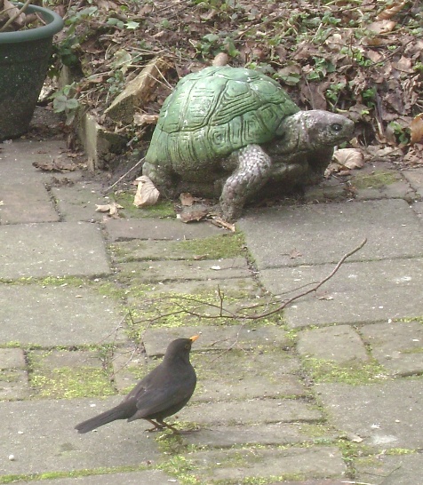 Schildpag en merel
