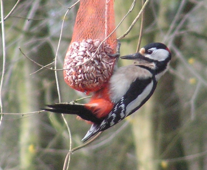 Grote bonte specht