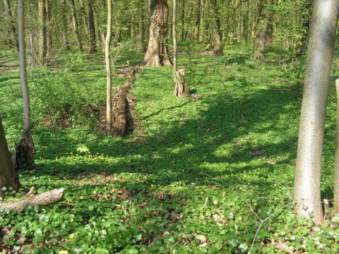 Het bos os geheel bedekt met speenkruid