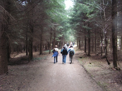 Door het bos