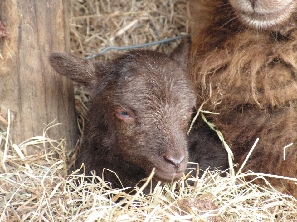 Het eerste lammetje van dit jaar.