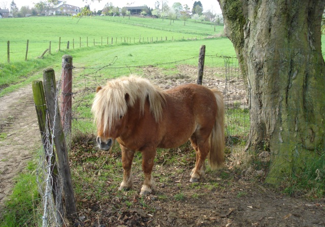 Pony