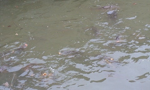Karpers in de slotgracht