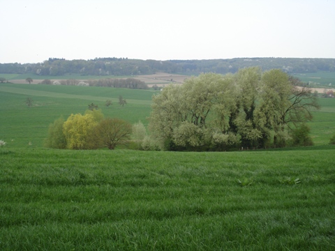 Fraai bloeiende bomen