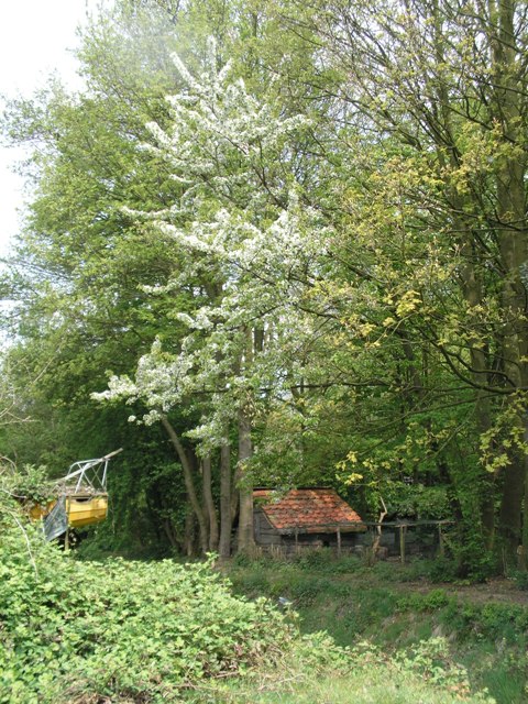Vogelkers langs de sloot