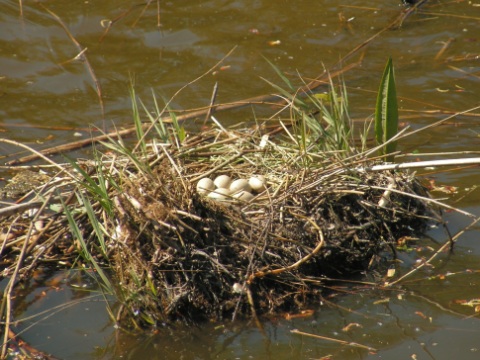 Een meerkoet was zo vriendeljk om ons haar eieren te laten zien.