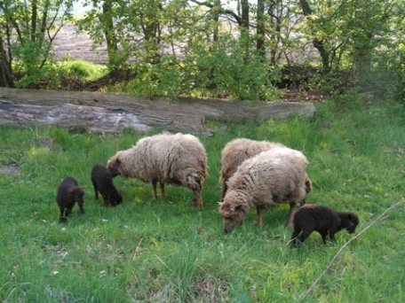 Alle moeders met hun kinderen.