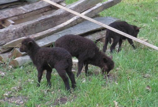 De lammetjes bij de stapel kastanje weipalen.
