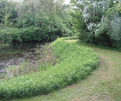De paddenpoel is geheel geschoond van boompjes