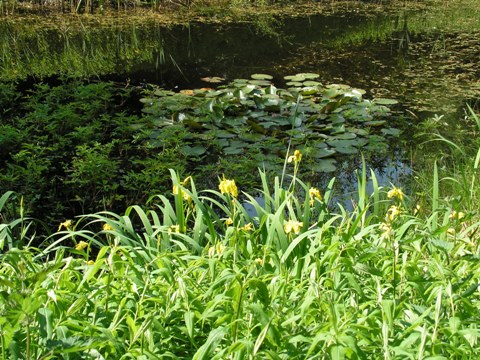 Paddenpoel met waterlelie