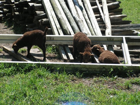Alle lammetjes samen