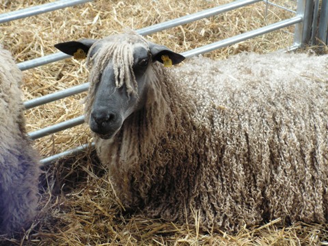 Wat een haar!
