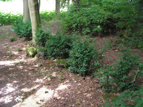 Ligusterhaag langs het rozenlaantje