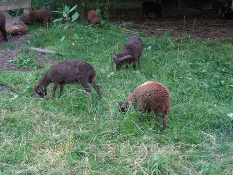 Geschoren schapen
