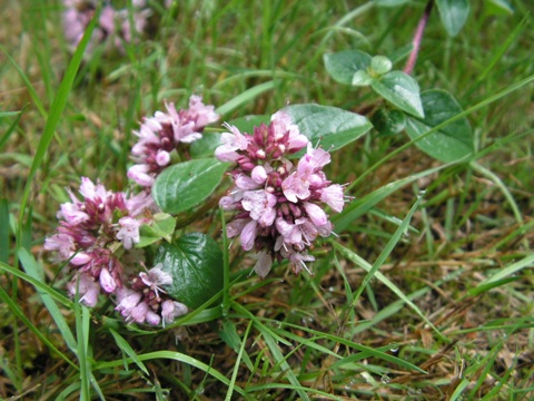 Wilde marjolein